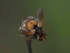 Gymnosoma