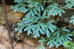 Selaginella uncinata