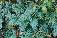 Selaginella uncinata