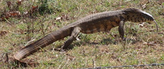Varanus niloticus