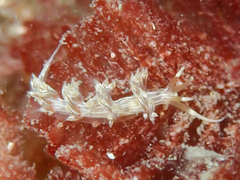 Cratena lineata