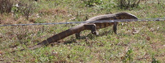 Varanus niloticus