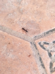 Odontomachus simillimus