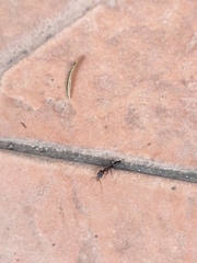 Odontomachus simillimus