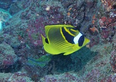 Chaetodon lunula
