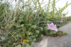 Calystegia soldanella