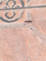 Odontomachus simillimus