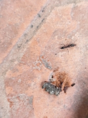 Odontomachus simillimus