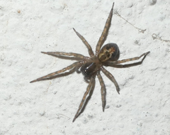 Amaurobius