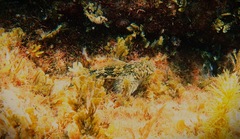 Lepidoblennius marmoratus
