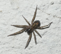 Amaurobius