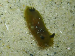 Dendrodoris fumata