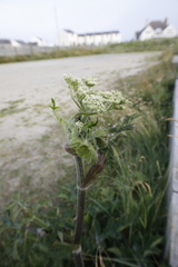 Heracleum sphondylium