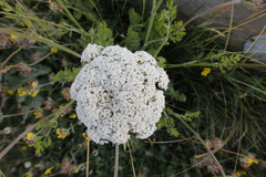 Daucus carota gummifer