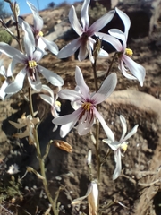 Cyanella orchidiformis