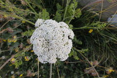 Daucus carota gummifer