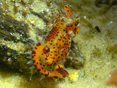 Plocamopherus tilesii