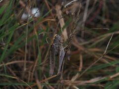 Platycleis grisea