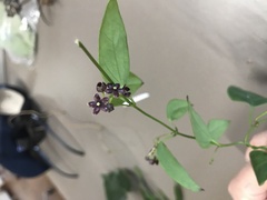 Vincetoxicum barbatum