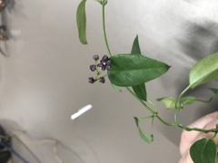 Vincetoxicum barbatum