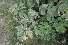 Heracleum sphondylium