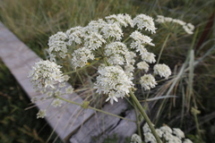 Heracleum sphondylium
