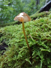 Mycena crocata