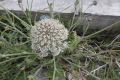 Daucus carota gummifer