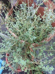 Thymus vulgaris