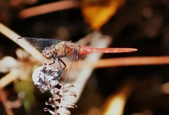 Orthetrum chrysis