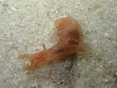 Aplysia sydneyensis