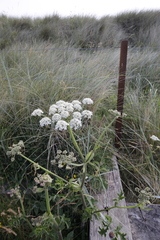 Heracleum sphondylium