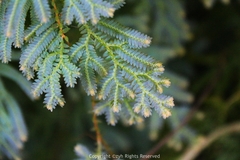Selaginella uncinata