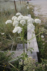 Heracleum sphondylium