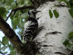 Dendrocopos leucotos