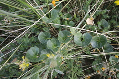 Calystegia soldanella