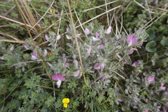 Ononis spinosa procurrens