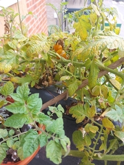 Solanum lycopersicum