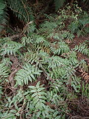 Blechnum procerum