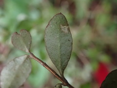 Neomyrtus pedunculata