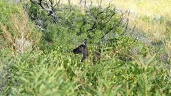 Macropus fuliginosus