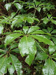 Schefflera digitata