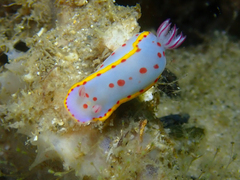 Hypselodoris bennetti