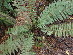 Polystichum vestitum