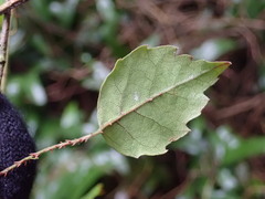 Rubus australis