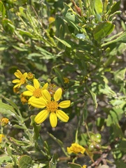 Osteospermum moniliferum