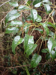 Rubus cissoides