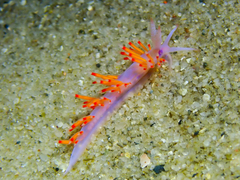 Coryphellina poenicia