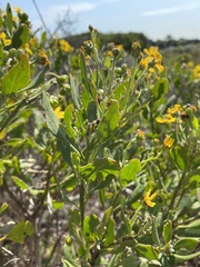Osteospermum moniliferum