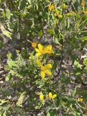 Osteospermum moniliferum